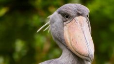 « L’oiseau le plus terrifiant du monde » : le bec-en-sabot du Nil mesure jusqu’à 1,50 m de haut et chasse comme un chef