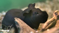 Ces adorables cochons d’Inde imberbes sont des rongeurs croisés en laboratoire ressemblant à des hippopotames miniatures