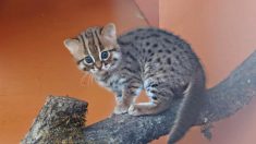 Une réserve animalière britannique accueille des chats rubigineux, les plus petits félins du monde, et ils sont adorables