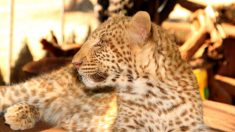En Afrique du Sud, un chercheur photographie un très rare léopard «fraise» avec une caméra à détection de mouvement