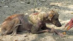 Un chien errant et galeux à la peau couverte de croûtes subit une incroyable transformation