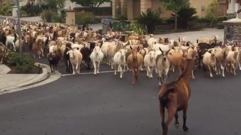 Un troupeau de chèvres est descendu dans la rue après s'être échappé de son enclos à San Jose, en Californie, le 12 mai 2020. (Zach Roelands) 