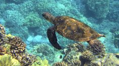 Braconnage à Mayotte : 28 tortues vertes retrouvées mortes pendant le confinement