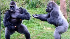 Deux imposants gorilles débattent passionnément sur la nourriture