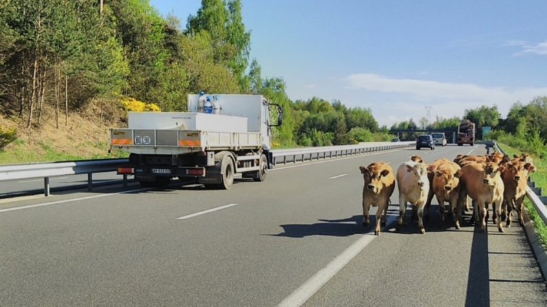 Des vaches en cavale sur l'autoroute A75 ce mardi 5 mai. (Twitter/Gendarmerie de la Lozère)