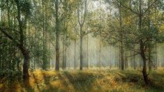 Déconfinement : 39 forêts de nouveau ouvertes dans la région Ile-de-France