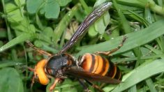 Des frelons asiatiques géants inquiètent les apiculteurs américains – leur piqûre peut être mortelle