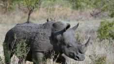 Les oiseaux aident les rhinocéros à se protéger des braconniers en lançant l’alerte