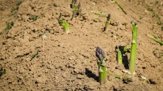 Gard : un champ entier d’asperges pillé en une nuit à Saint-Gilles