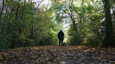 Hérault : avec ses chiens, elle transforme une forêt domaniale en zone de non-droit et fait régner la terreur