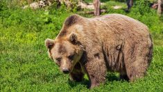 Mort de l’ours Cachou : les résultats d’autopsie restent pour le moment confidentiels
