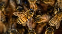 En Arizona, un essaim d’abeilles tue 3 chiens, selon les pompiers