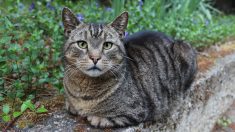 Charente : il retrouve son chat avec 72 plombs dans le corps, dont 12 au niveau de la tête