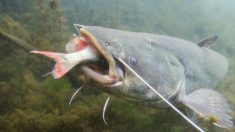 Un pêcheur ramène un poisson-chat de 104 kg d’une rivière du Royaume-Uni, établissant ainsi un record pour la plus grande prise en Europe