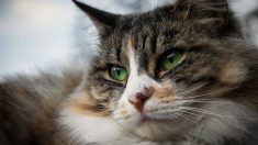 Après la vidéo d’un chat jeté aux ordures Véolia prévoit de former ses agents avec 30 Millions d’amis