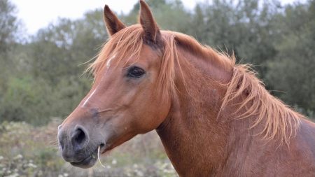 Lorraine : sept chevaux meurent dans le terrible incendie de leur écurie