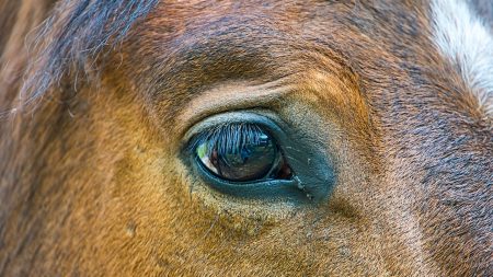 Mutilations de chevaux : sur 460 cas recensés, seuls 84 seraient d’origine humaine