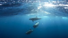 Hérault: des dauphins observés au large de Valras-Plage (vidéo)