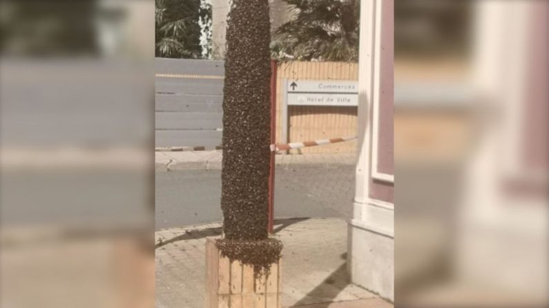 Un essaim de 38 000 abeilles a pris ses quartiers sur un poteau de la ville d'Aizenay. Crédit : Gendarmerie nationale de Vendée. 