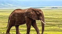 Brésil: à plus de 50 ans, l’éléphante Mara connaît enfin la vie en liberté