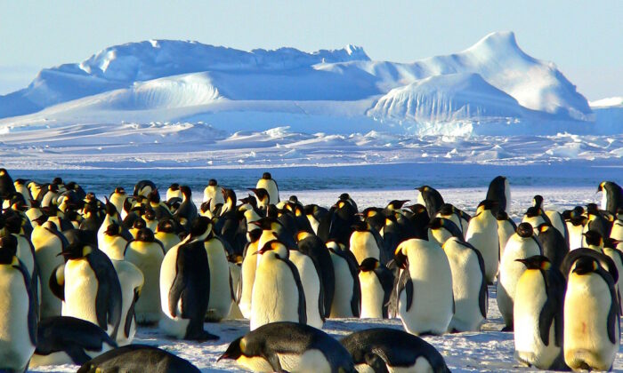 Des pingouins en Antarctique