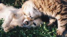 77 animaux de laboratoire sauvés de l’euthanasie et à la recherche d’une famille d’accueil