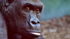 Des gorilles sauvages filmés pour la première fois en train de chantonner