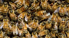 Bordeaux : un essaim de plusieurs dizaines de milliers d’abeilles s’installe sur une façade en plein centre-ville