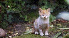 Essonne : il fouette un chaton à coups de torchon et le blesse grièvement