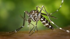 La ville d’Hyères installe 55 nouveaux aspirateurs à moustiques pour lutter contre leur invasion