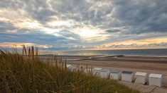 Belgique : grâce au confinement, des plantes poussent sur les plages désertées