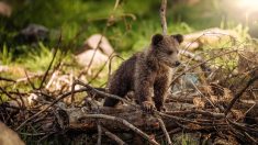 Ariège : naissance du premier ourson de l’année dans le massif des Pyrénées
