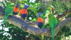 Australie : un virus paralyse et fait chuter des oiseaux en plein vol