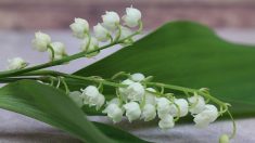 Opération muguet et chocolats : dans l’Hérault, les gendarmes remercient les routiers avec des petits cadeaux