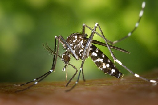 Le moustique Aedes albopictus. (Photo d'illustration : Pixabay)