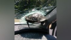 Une tortue a traversé le pare-brise d’une femme alors qu’elle conduisait sur l’autoroute