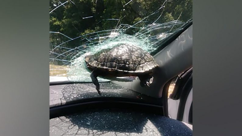  La tortue est morte après s'être écrasée contre le pare-brise d'une voiture sur l'autoroute en Géorgie, le 19 mai 2020. (Avec l'aimable autorisation de Latonya Lark) 