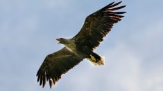 Le plus grand oiseau de proie du Royaume-Uni revient dans le ciel anglais pour la première fois depuis plus de 200 ans
