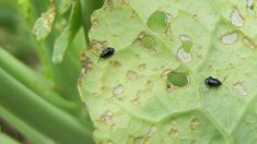 Quels sont ces petits insectes noirs qui envahissent les jardins de Normandie par milliers?