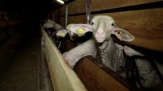 Vidéo L214 :  le calvaire des agneaux de la filière roquefort