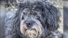 Besançon : en colère, elle jette son chien dans la rivière avant de prendre la fuite