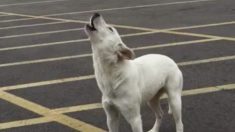 Un chien abandonné hurle pendant neuf jours en attendant son maître avant de trouver un foyer d’adoption