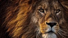 Vidéo – Sauvetage de Jon, lion affamé et maltraité par un cirque
