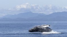 Canada : égarée, une baleine à bosse aperçue à Montréal