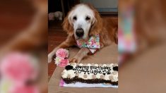 Augie le chien a fêté son 20e anniversaire cette semaine, ce qui en fait le plus vieux golden retriever de l’histoire