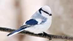 Rencontrez la mésange azurée, un petit oiseau chanteur bleu givré si mignon qui enchante le monde