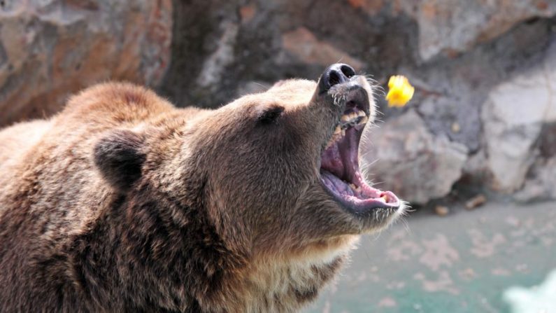 Un ours brun reçoit de la nourriture d'un touriste au parc Safari de Fasano, dans la région des Pouilles, le 4 août 2011. (Giuseppe Cacace/AFP via Getty Images) 