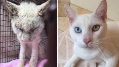 Un chat, que l’ont croyait aveugle, sauvé de la rue, ouvre enfin ses yeux pour révéler leurs deux couleurs différentes étonnantes