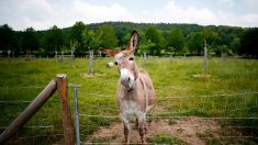 Seine-Maritime : un âne retrouvé mort dans sa prairie, une oreille coupée et un œil crevé