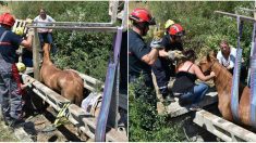 Pyrénées-Orientales : les pompiers sauvent un cheval pris au piège dans un trou en béton